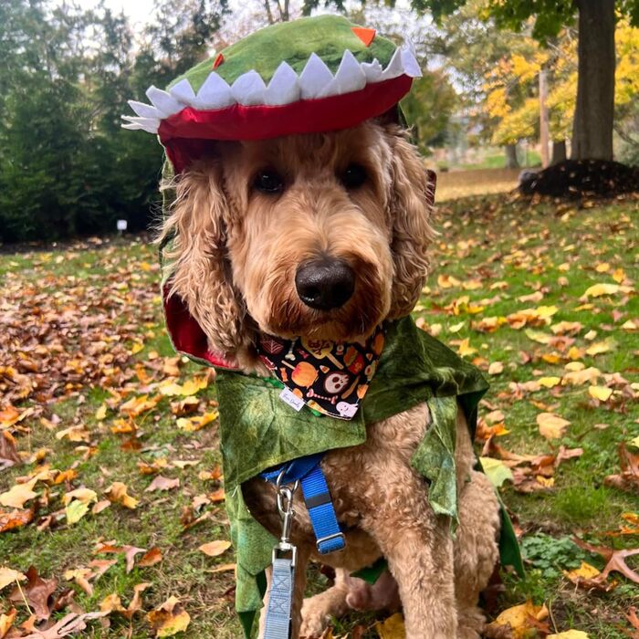 Костюм для собак на Halloween: крокодил-динозавр, теплий зимовий костюм-комбінезон, розмір L (8,2–18 кг), зелений