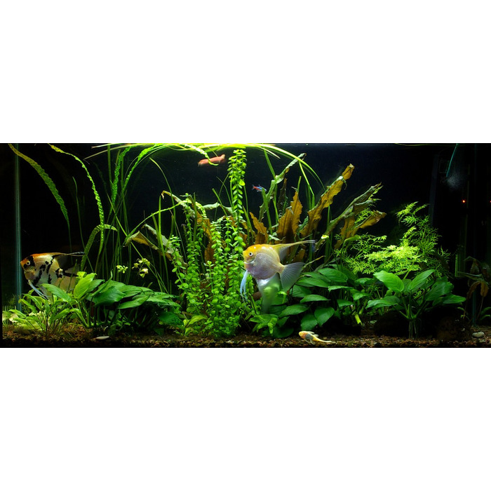 LED-світильник для акваріума 70 см 5630 I SLIM MIX 1:1