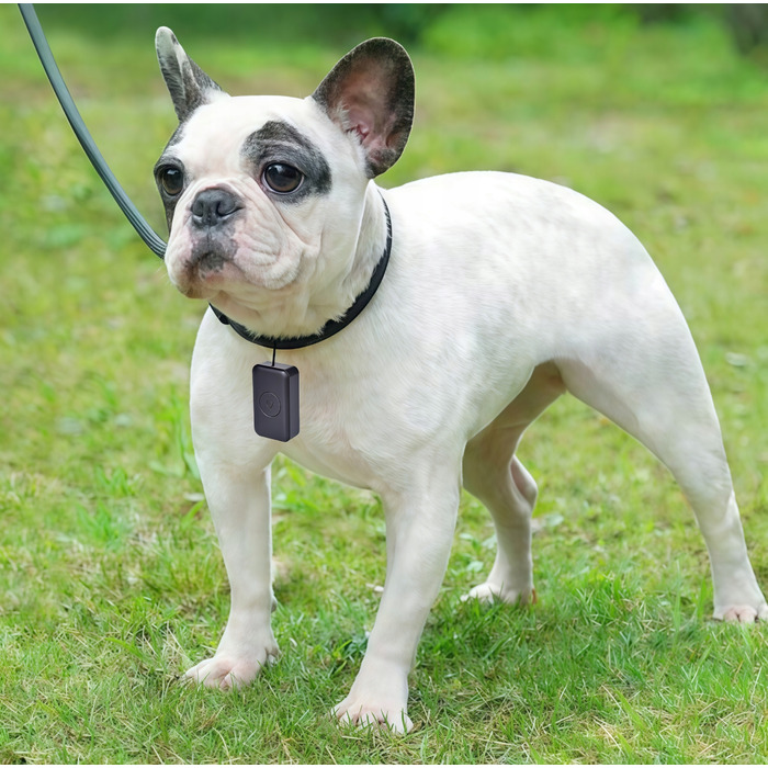 GPS-трекер для собак та котів: міні-нашийник для тварин без абонплати з додатком