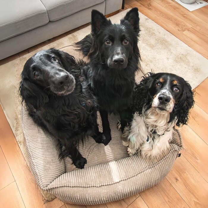 4L Textil М'яке собаче ліжко з корду Hugo Premium-LINE, ортопедичне для маленьких собак, з memory foam, бежеве, 60x40 см