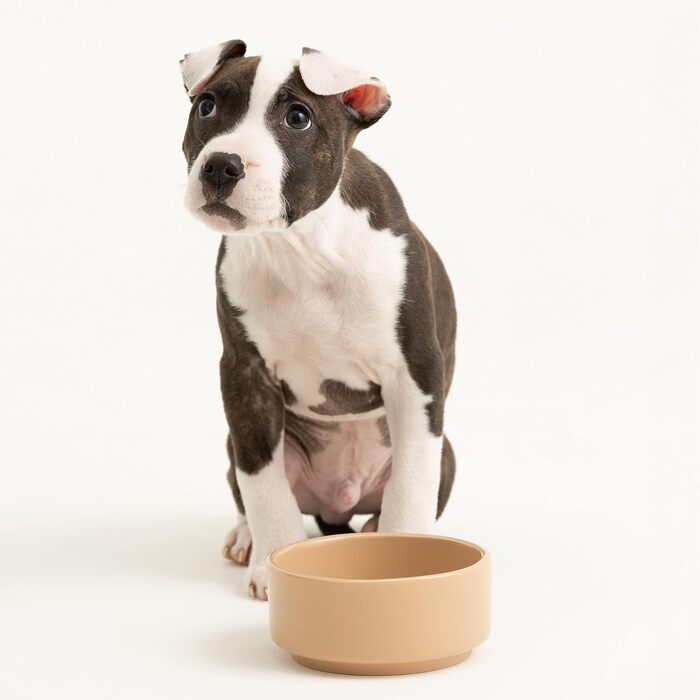 Миска для собак Mason Cash з порцеляни, з ручкою та синім написом, 15 см (12.7 x 12.7 x 5.5 см)