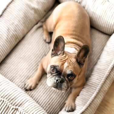 4L Textil М'яке собаче ліжко з корду Hugo Premium-LINE, ортопедичне для маленьких собак, з memory foam, бежеве, 60x40 см