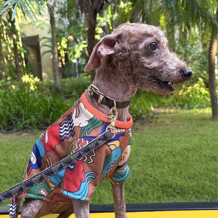 Нашийник для собак та котів Viwind з м'якої шкіри, регульований, комплект (1.5/2см, білий/коричневий)