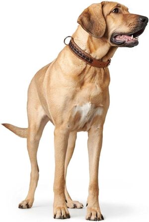 Нашийник для собак HUNTER EL PASO, шкіряний, плетіння, розмір S-M, колір cognac/чорний