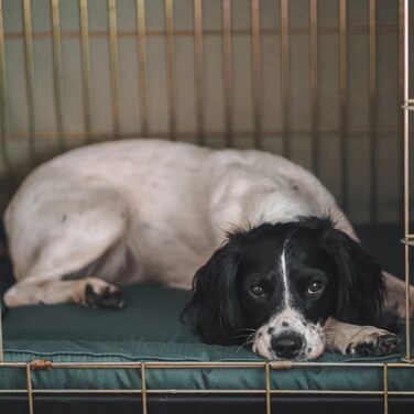 Килимок для собак House of Paws, XL, зелений, водовідштовхувальний, 108 x 65 x 5 см