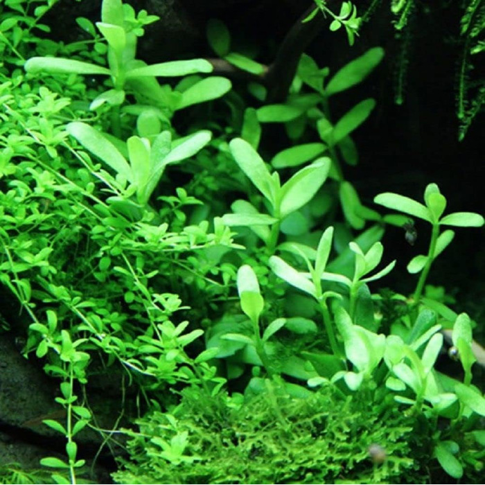 Набір акваріумних рослин AquaOne для нано-акваріума: 3 рослини — стеблова Hygrophila, ґрунтопокривна Eleocharis, аквасети для прісноводних акваріумів