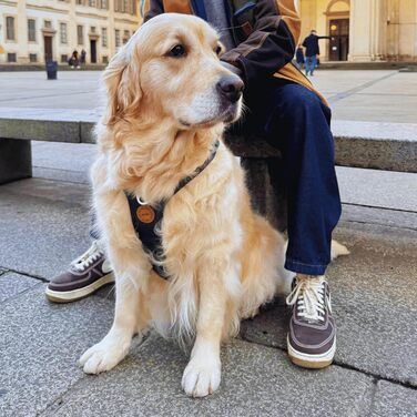 Амуніція для собак Nomadog Trailblazer Anti-Zug, м'яке та регульоване шлейка з ручкою для активних собак, XS, відбивна, алюмінієві кільця