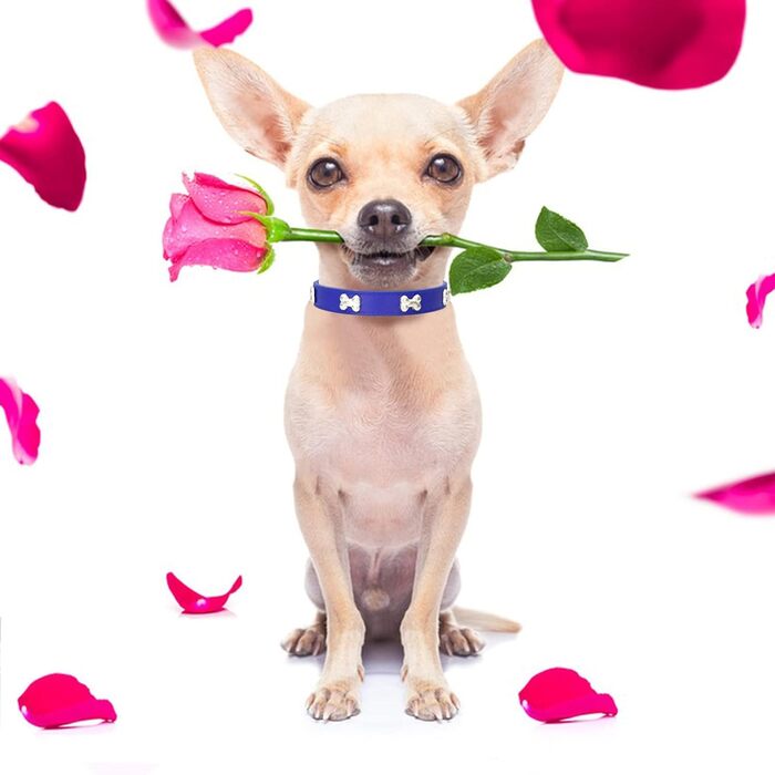 Нашийник для собак з натуральної шкіри, поводок Cobo Set, набір для малих та середніх собак та котів (L, блакитний)