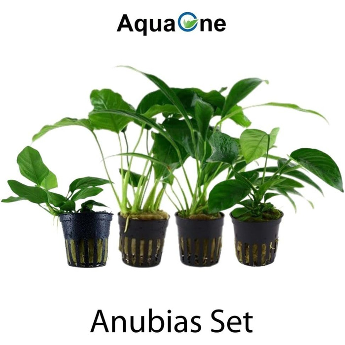 Набір анубіасів для акваріума — 4 шт. Anubias caladiifolia, angustifolia, barteri, nana для цихлідника та рослинного акваріума