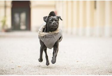 Теплий зимовий пуховик для собак Chiara з шлейкою, сірий, розмір L, з відбиваючими смугами та штучним хутром