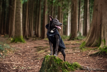 Утеплений дощовик для собак Mountain Paws, розмір S