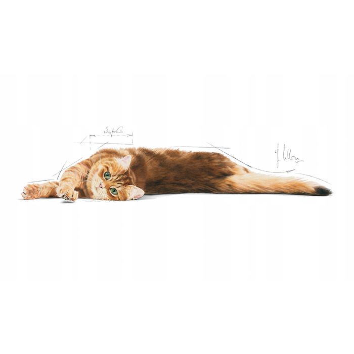 Сухий корм для котів Royal Canin Digestive Care (для травлення), 4 кг