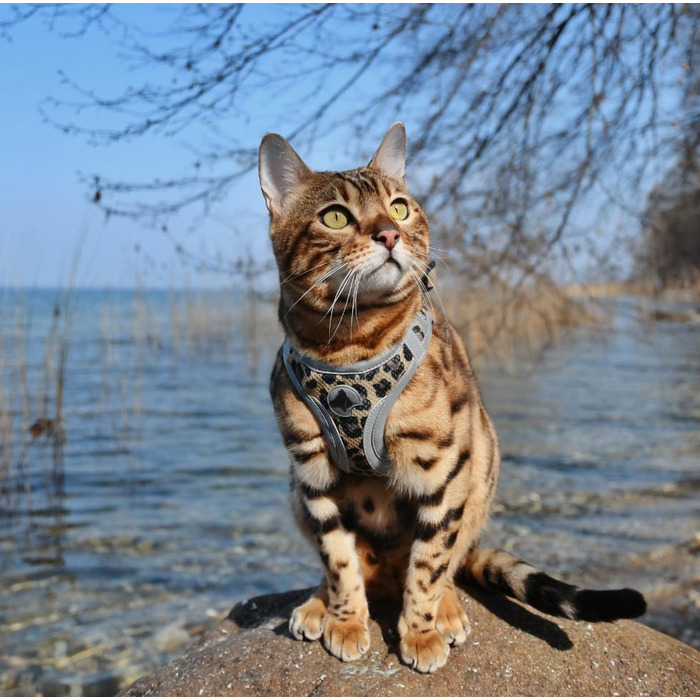 Трекінгові шкарпетки Croci Leopard - 350 г, розмір M, колір ARMY PINK