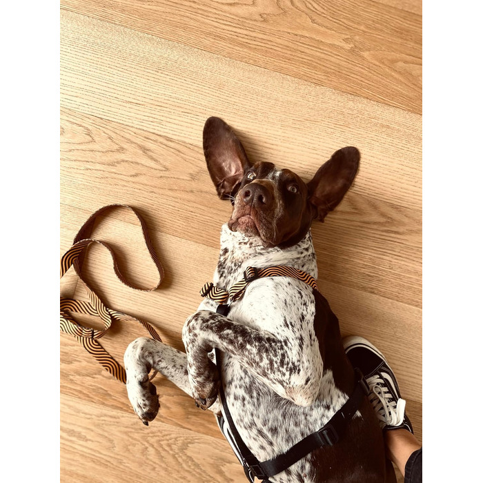 Шлейка для собак ORSO® H з 5 точками регулювання, жовто-помаранчевий/чорний, розмір L