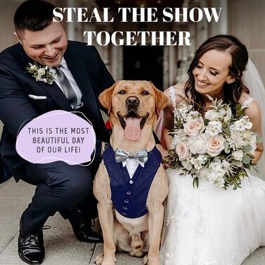 Смуговий костюм для собак AVERYDAY для весілля та ювілею: стильний костюм для собак на весілля з метеликом для маленьких та великих собак, формальний одяг для дня народження, пропозиції, фотосесій, косплею, особливих випадків (M (Окружність шиї 45-55 см),