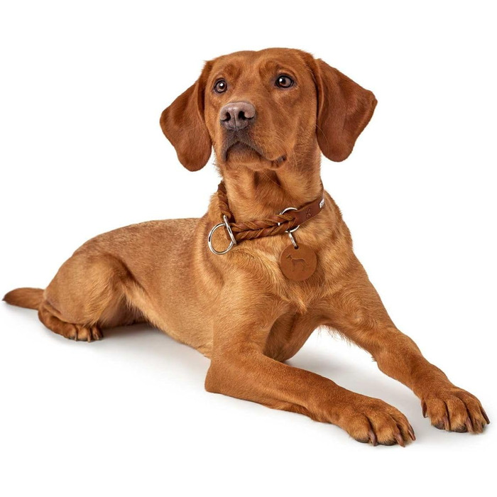 HUNTER Dressurhalsung SOLID EDUCATION: шкіряний сідловий ремінь для тренувань, колір cognac, розмір M-L, Made in Germany