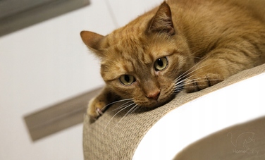 Великий картонний кігтеточка-ліжечко для котів HomeCatty, 75x26x25 см