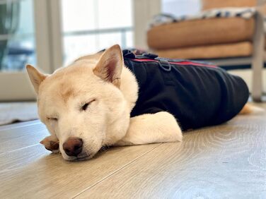 Теплий пуловер для собак Gooby з блискавкою з флісу, чорний, розмір XS. Зручна флісова куртка для собак з двома кільцями для повідка – зимовий пуловер для маленьких та середніх собак.