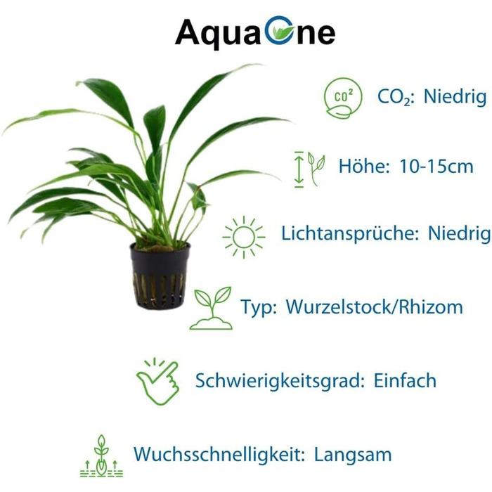 Набір анубіасів для акваріума — 4 шт. Anubias caladiifolia, angustifolia, barteri, nana для цихлідника та рослинного акваріума