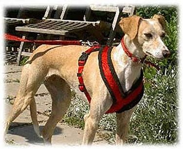 Шлейка для собак TRIXIE Premium Touren M, чорна, розмір M (45–80 см), 25 мм - спортивна, з м'якою підкладкою, регульована