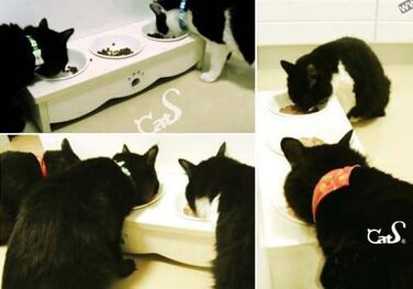 Набір мисок для котів CatS Design: кераміка та дерево, 3 шт. - годівниця для котів, миска для корму, безпечна для миття в посудомийній машині