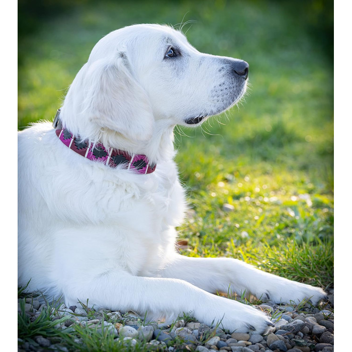 Стильний шкіряний нашийник для собак Jack Russell від Pablo – ручної роботи, регульований, преміум якість