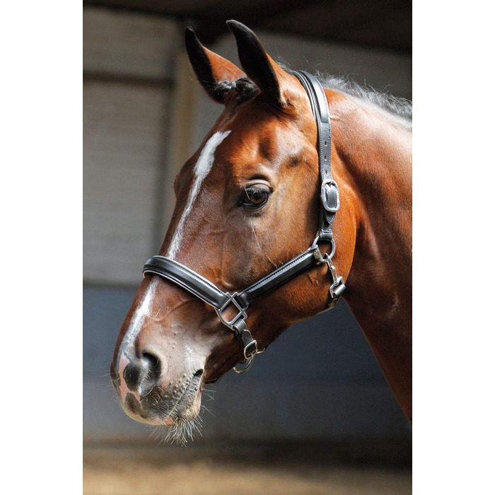 Шкіряний недоуздок Harry's Horse, чорний з сріблястою окантовкою, розмір cob