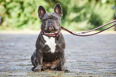 Ошейник для собак Wolters Active Pro, розмір 45-52 см, червоно-чорний