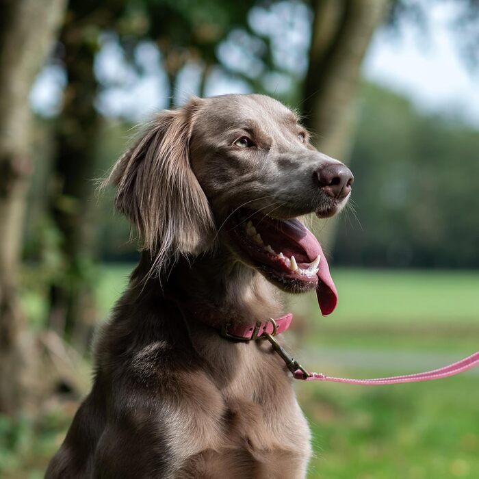Нашийник для собак Ancol Timberwolf, шкіряний, кольору полуниці, 34-43 см