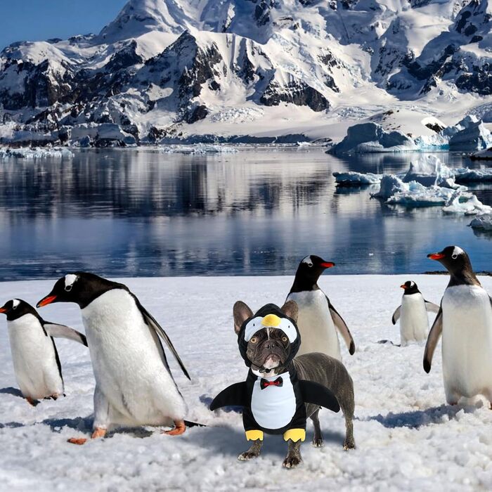 Костюм на Хелловін для собак Hotumn: Пінгуїн, милий та кумедний, для маленьких та середніх тварин (розмір M)