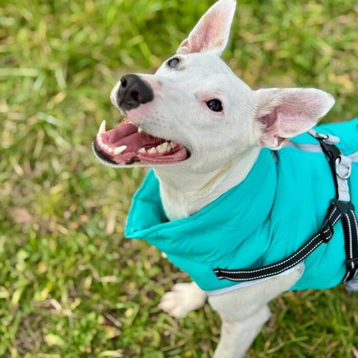 Водонепроникна тепла куртка для собак 2-в-1 з інтегрованою шлейкою – Зимова куртка для собак з відбиваючими елементами, вітронепроникна, червона (M)