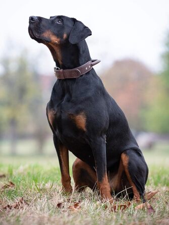 Преміум шкіряний нашийник для собак Джек Рассел з ручкою - міцний нашийник з натуральної шкіри буйвола Jack (L) (48.0-60.0см)