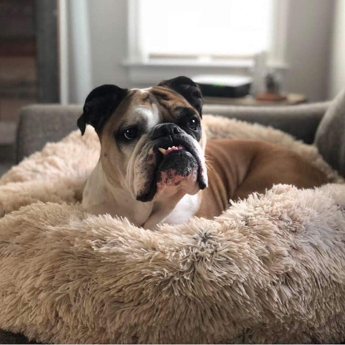 Ортопедичне ліжко для собак XL: кругла, миюча модель для великих і середніх порід. М'яке, кушетка для собак з ефектом пам'яті, антистрес, колір - світло-коричневий, діаметр - 70 см