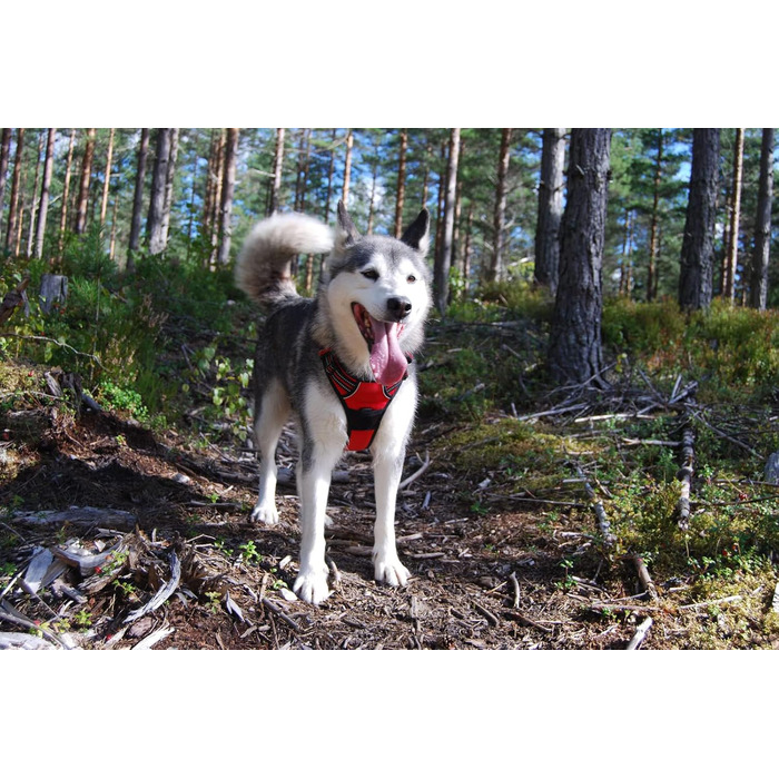 Шлейка для собак Truelove TLH5651, червона, запобігає тягні, світловідбиваючі шви для безпеки вночі, для активного відпочинку