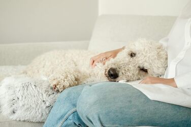 Водонепроникний і м'який лежак для собак TRIXIE, захищає диван, кутовий, 70x90 см, біло-чорний, знімний чохол, придатний для прання, 38045