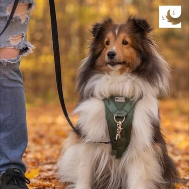 Шлейка для собак RC Pets Tempo, не тягне, розмір XL, бірюзова