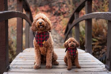 Набір бандани для собак Remy+Roo, 4 шт, міцна тканина, унікальна форма, регульований розмір, маленькі