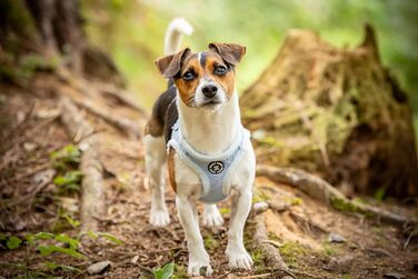 М'який нашийник для собак CHIARA MIA, розмір L, блакитний. Регульований, з водовідштовхувальним матеріалом та світловідбиваючими смугами.