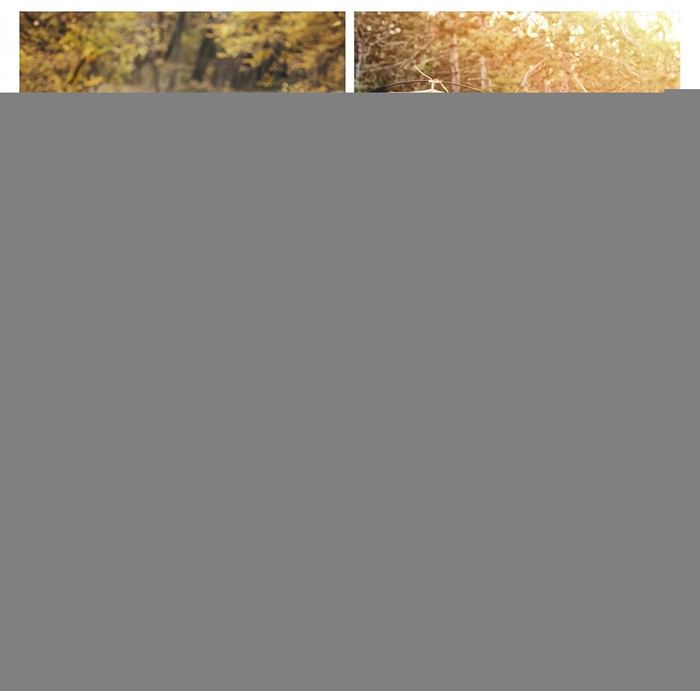 Транс-сумка для котів, переноска для тварин з плечовим ременем для подорожей, портативна для кошенят, для піших прогулянок, відпочинку на природі, авіаперельотів, кемпінгу, поїздок, до ветеринара, міста та подорожей з рюкзаком (Сірий, L)