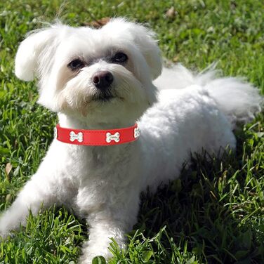 Нашийник для собак з шкіри та поводок-стрічка HALFSUMO: комплект для малих та середніх собак та котів, червоний