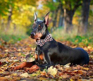 Елегантний поводок для собак Unique Tyle з клямкою та бантиком, для маленьких, середніх та великих собак та котів, XX-XL (S, коричневий)