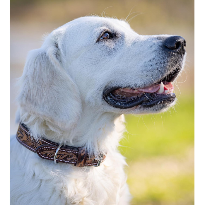 Нашийник для собак Джек Рассел з натуральної шкіри буйвола, регульований, з м'якою підкладкою, ручної роботи, з різьбленням, Alexey (S, 26-34 см)