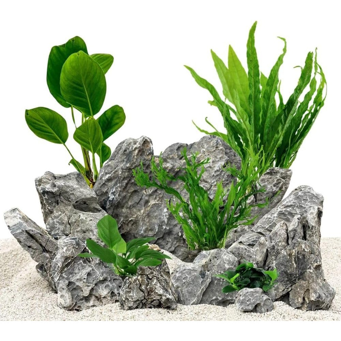 Набір акваріумних рослин AquaOne: 5 водних рослин для акваріума (Lilaeopsis, Lagenandra, Cryptocoryne, Echinodorus) – ідеально для початківців