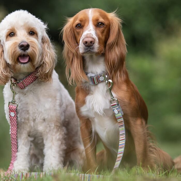 Повідок для собак HUGO & HUDSON, тренувальний, багатокольоровий, зі знімним кліпом, 120×1,5 см
