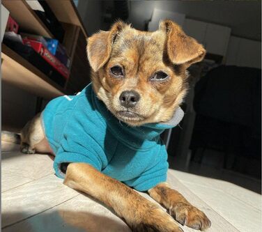 Теплий зимовий костюм для собак BoxDog з поларфлісу, блакитний | для маленьких собак, тепла піджака для собак