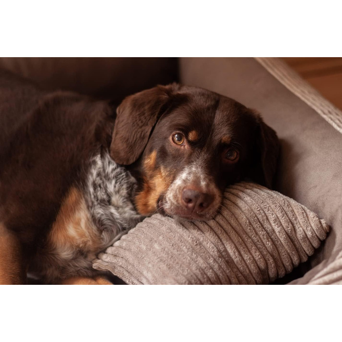 Ліжко для собак 4L Textil Molly великих порід, корд, коричневе (120x100 см)