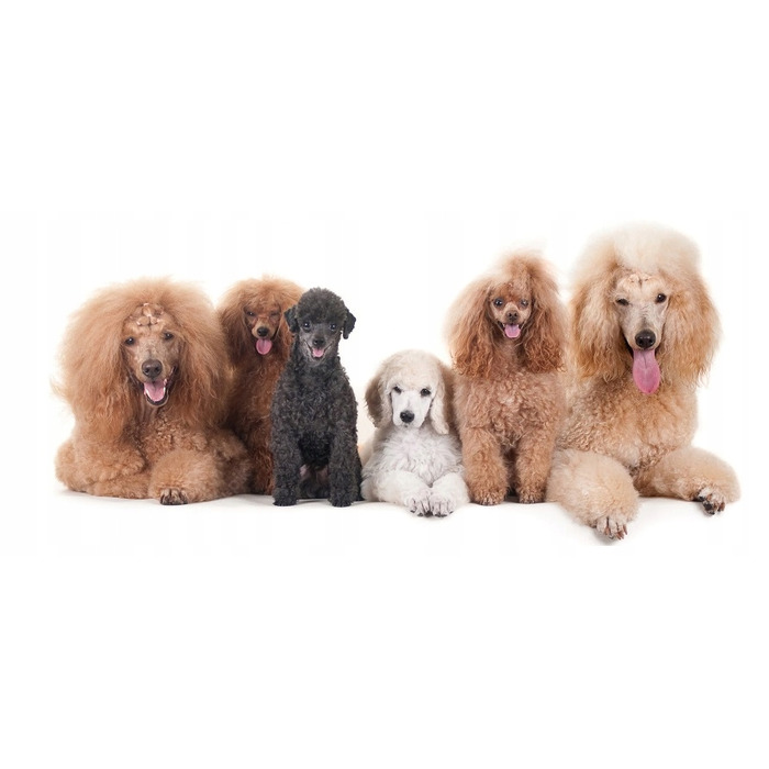 Сухий корм Eukanuba Adult для німецьких вівчарок, 12 кг
