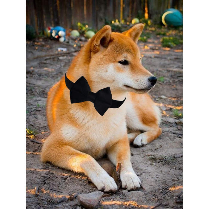 Нашийник для собак Vioett, чорний, середній, з фіксуючою петлею, м'яка оксамитова тканина