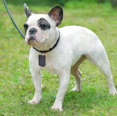 GPS-трекер для собак та котів: міні-нашийник для тварин без абонплати з додатком