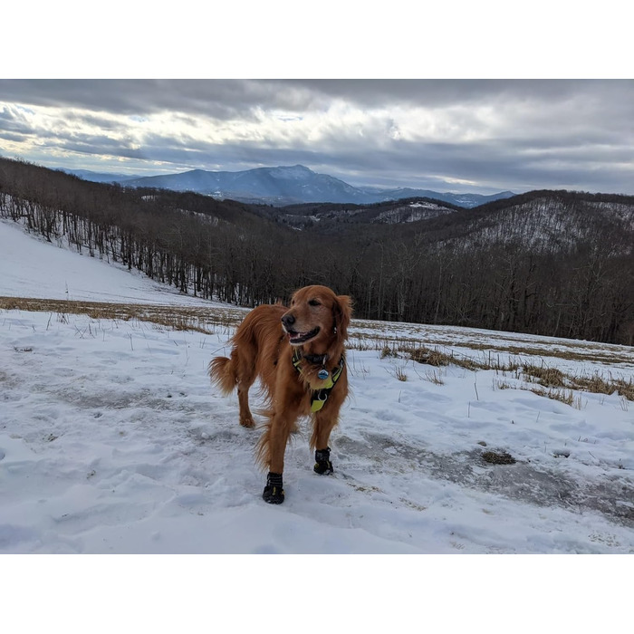 Зимові чоботи для собак великих порід Expawlorer: захист лап від холоду, ковзання та гарячого асфальту. Комплект 4 шт. (Розміри 5 та 7)